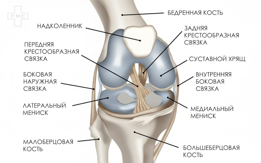 Схема колена